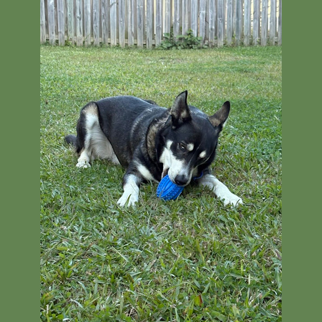 Photo of Diesel *$350 Adoption Fee*