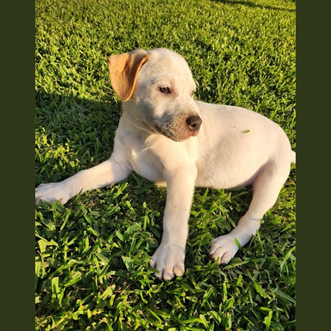 Photo of Nala   8 Week Old Cattle Dog X