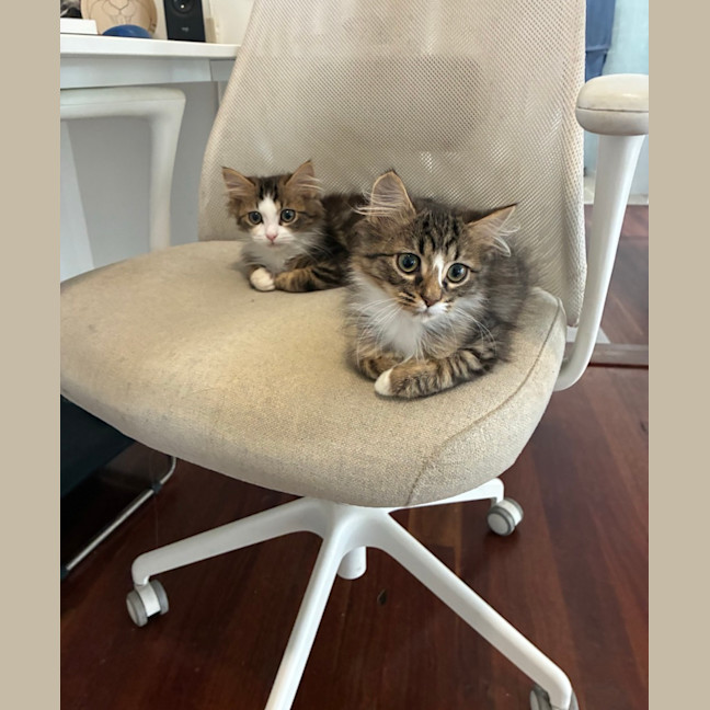 Photo of Sherlock & Sassy Pants   6 Month Old Dmh
