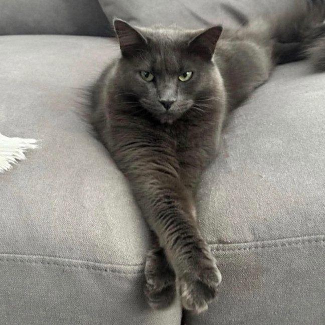 Photo of Nala (Assisted Rehome)