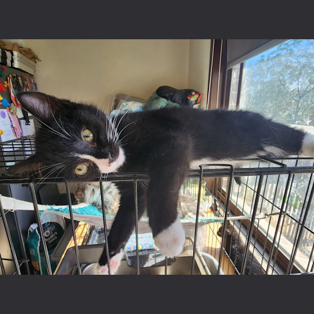 Photo of Vader