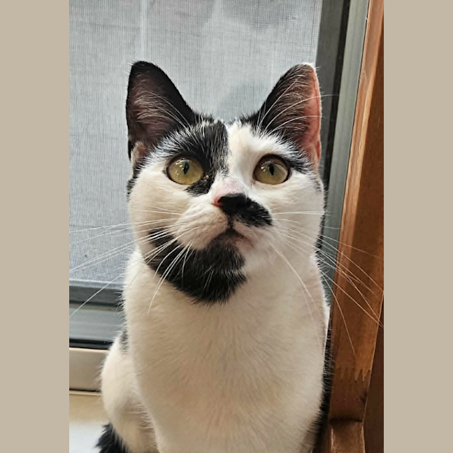 Photo of Oreo