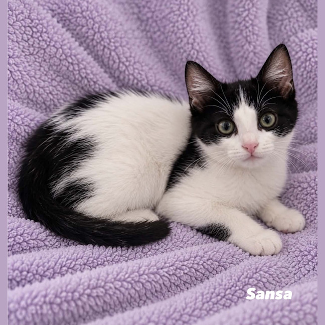 Photo of Sansa