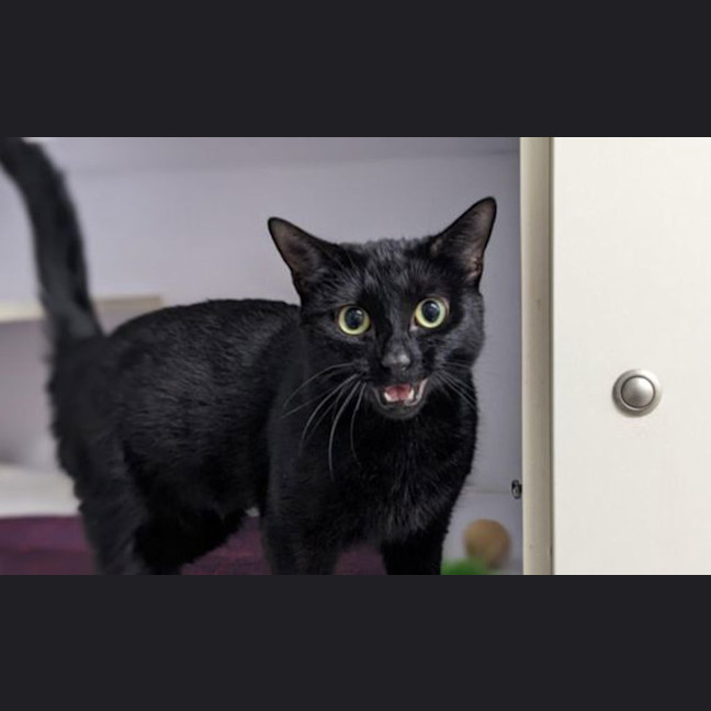 Photo of Ninja