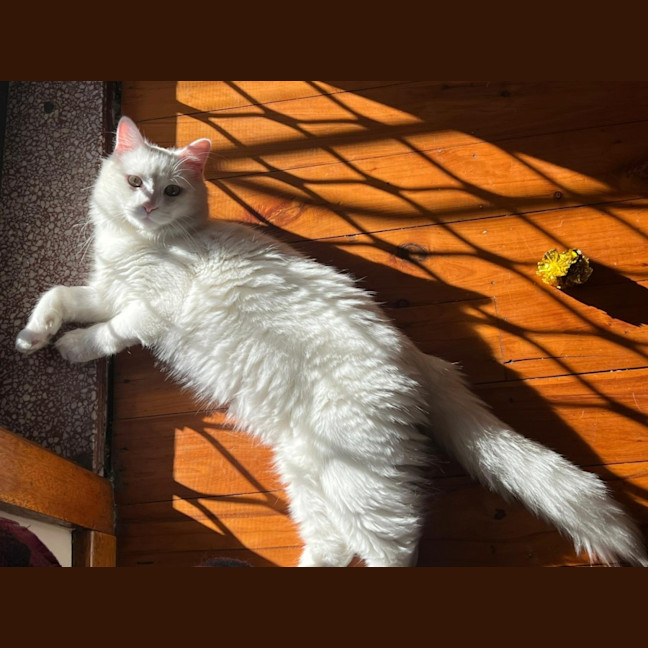 Photo of Mr Pickles