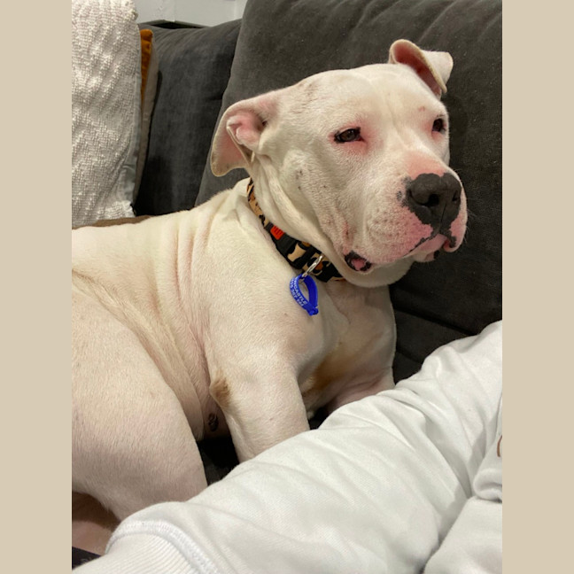 Photo of Lola   2 Year Old Staffy 