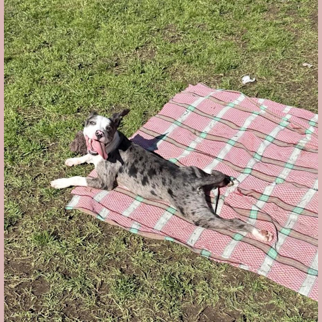 Photo of Ziggy
