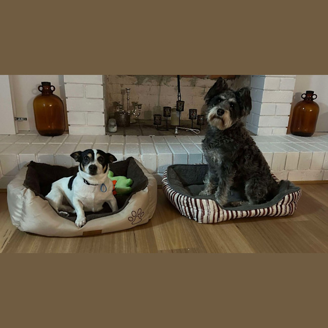 Photo of Oreo