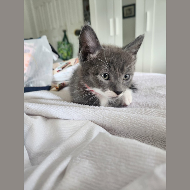Photo of Grumpy