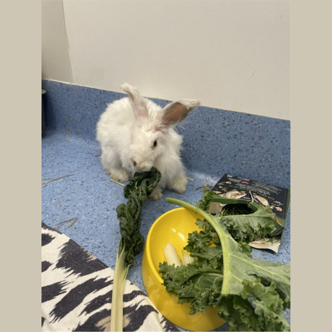 Photo of Marshmallow