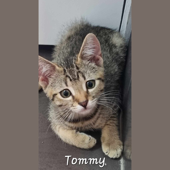 Photo of Tommy