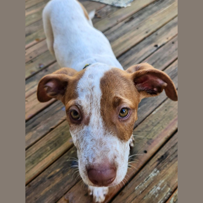 Photo of Dolly 