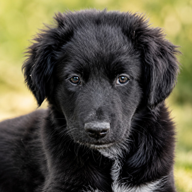 Photo of Mulga