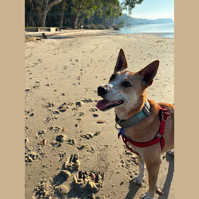 Photo of Lucy   4 Year Old Basenji X