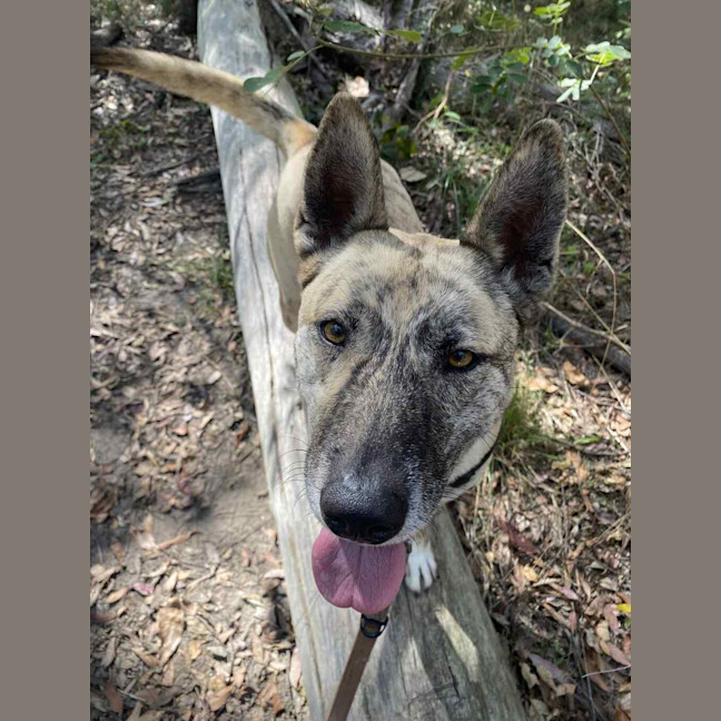 Photo of Luna