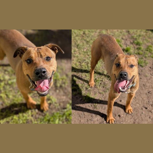 Photo of Rocco