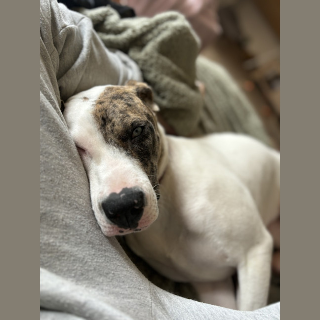 Photo of Cheetoh Puff