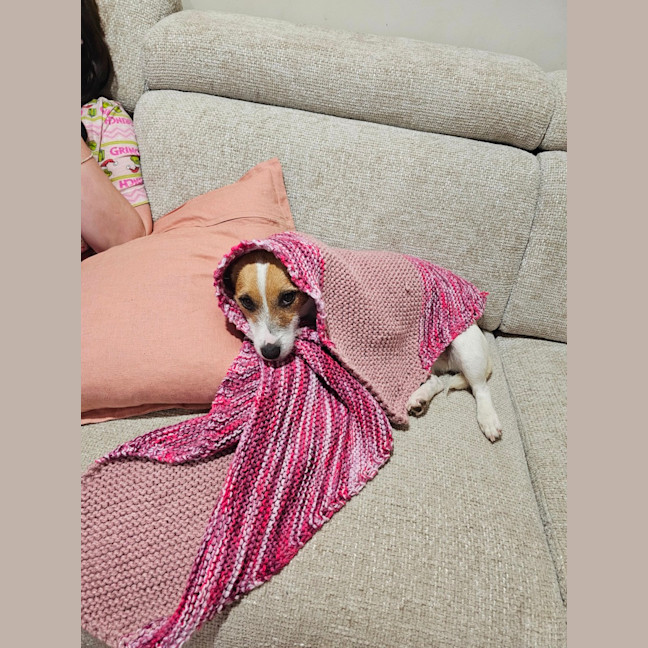 Photo of Lovie  11 Month Old Jack Russell Terrier