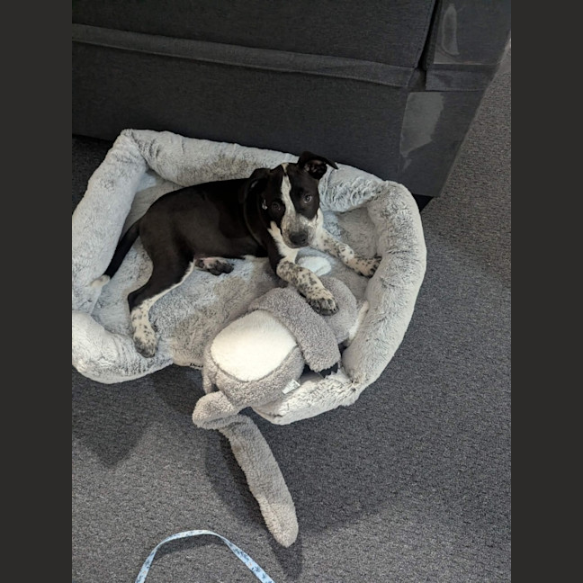 Photo of Hugo (Bessie's Puppy)