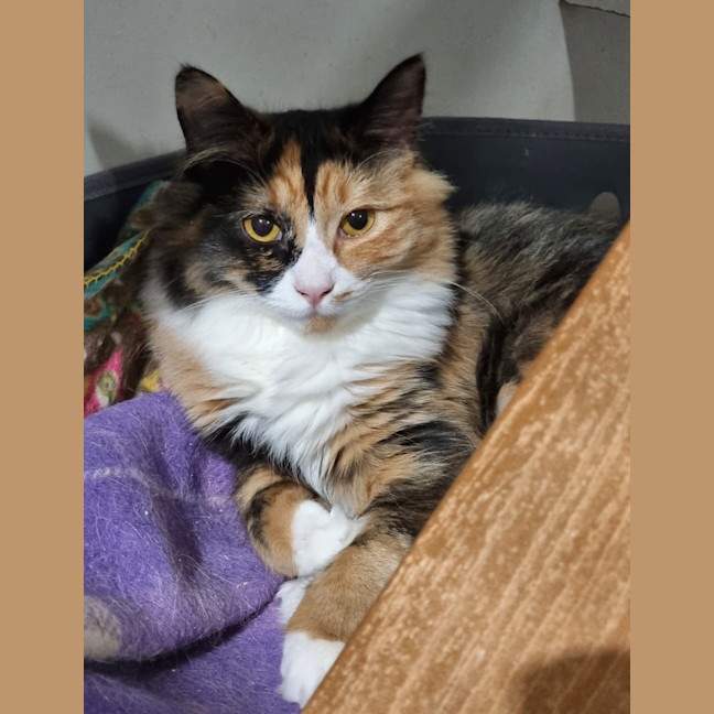 Photo of Maxine (Bonded With Fabiola)