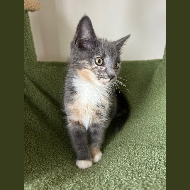 Photo of Peanut 🥜