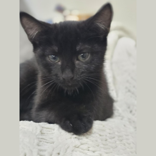 Photo of Gemma   9 Week Old Dsh