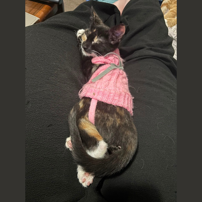 Photo of Salsa 