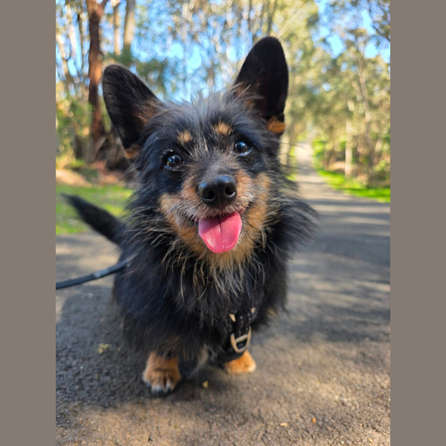 Photo of Buddy*$199!*
