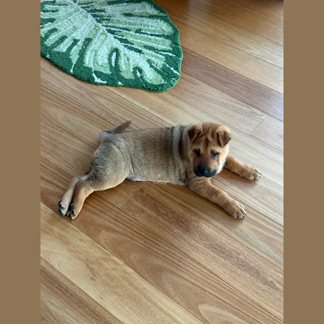 Photo of Jasper