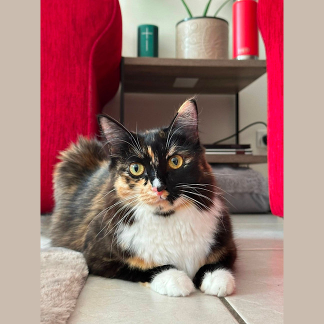 Photo of Willow And Jasper