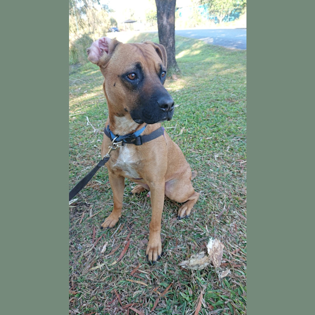 Photo of Digger