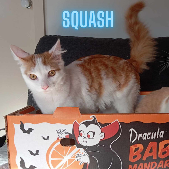 Photo of The Veggie Kittens