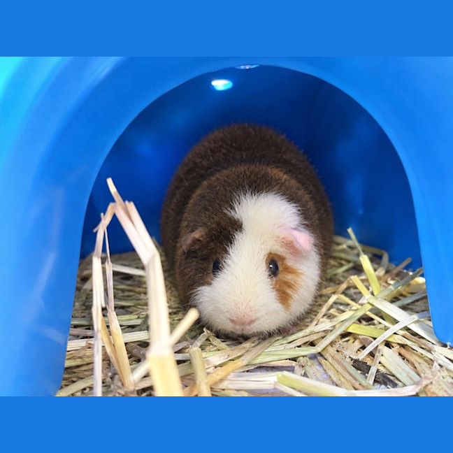 Photo of Bob