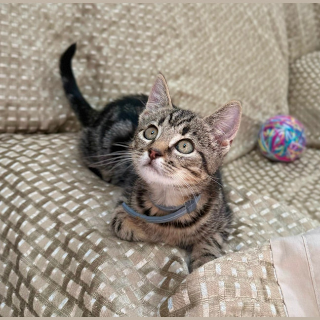 Photo of Squeak (9229)