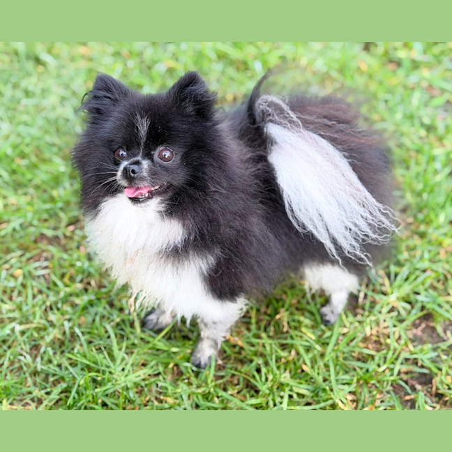 Photo of Izzy 