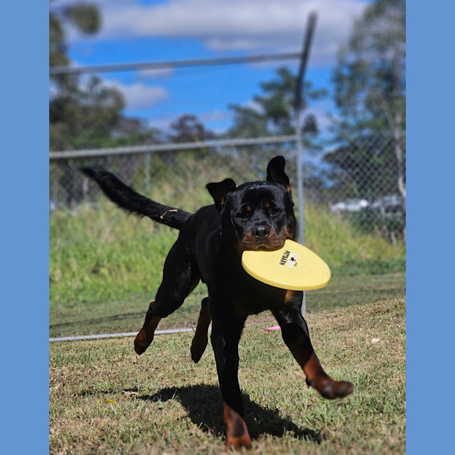 Photo of Bongo