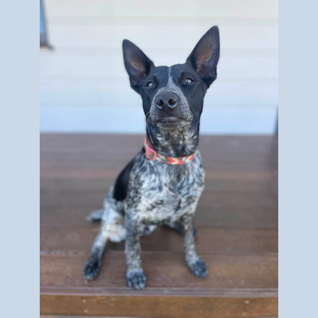 Photo of Colt