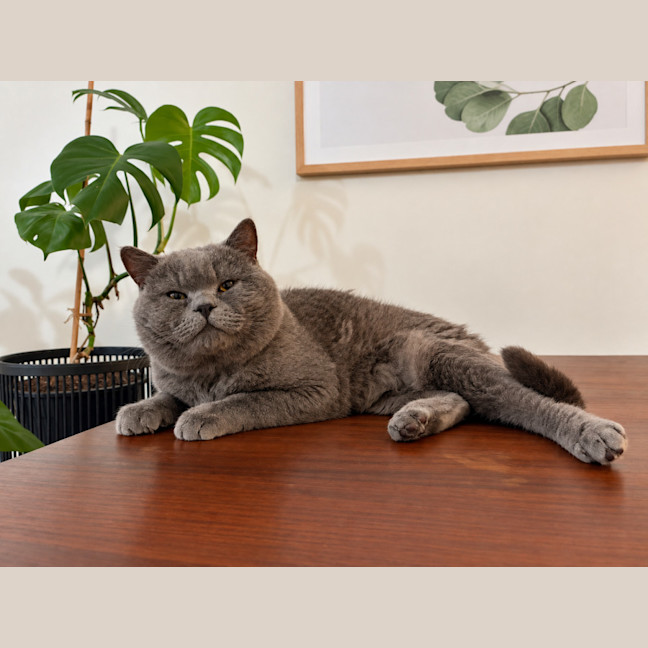Photo of Winston