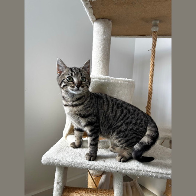 Photo of Celeste