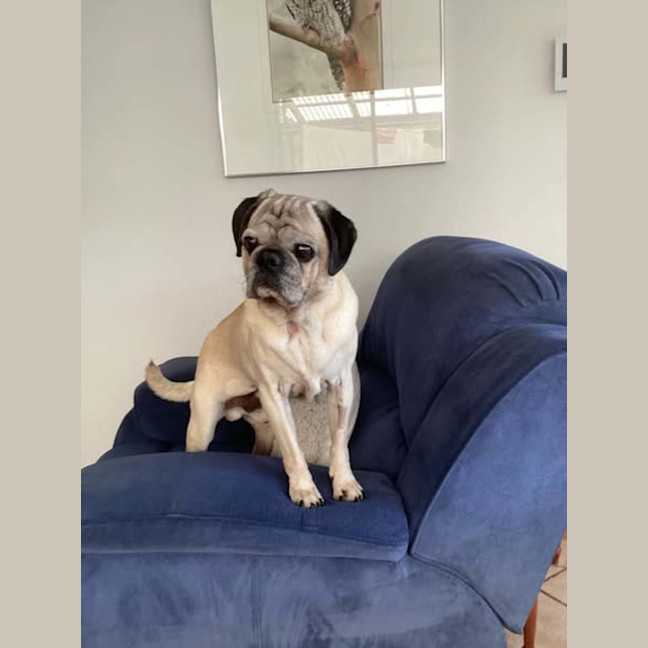 Photo of Digger