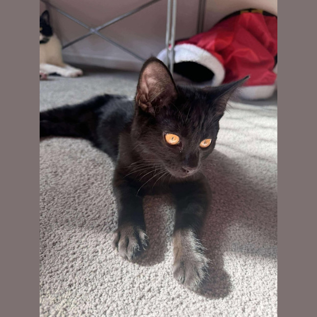 Photo of Draco   Located In Hawthorn East