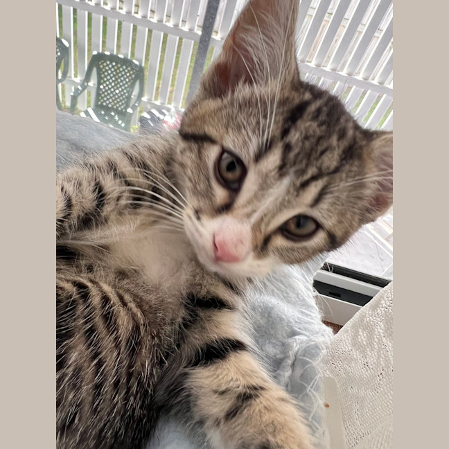 Photo of Daphne