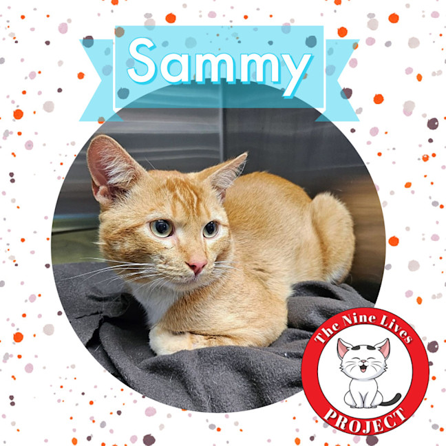 Photo of Sammy *9 Lives Project Rescue*
