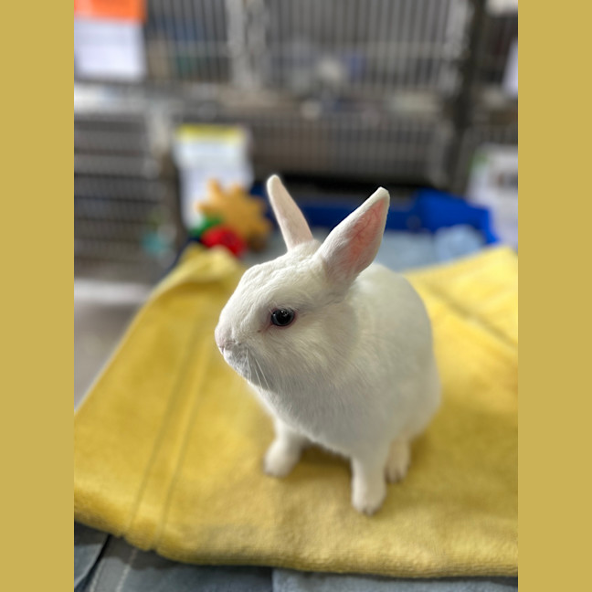 Photo of Mozzarella