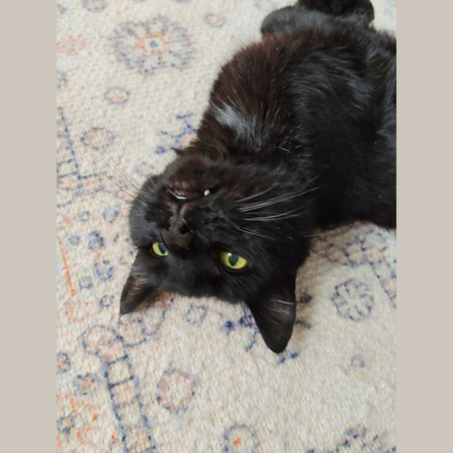Photo of Shadow