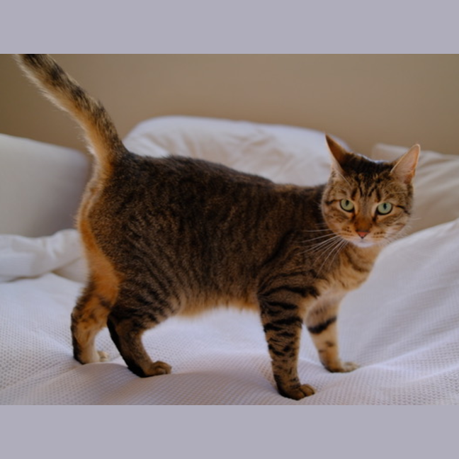 Photo of Luna