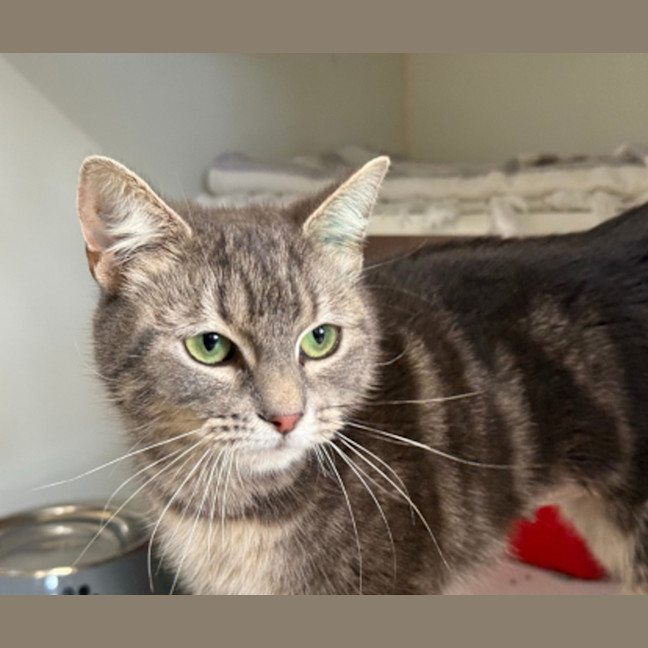 Photo of Bitsy