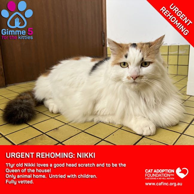 Photo of Nikki Private Rehoming No Charge!