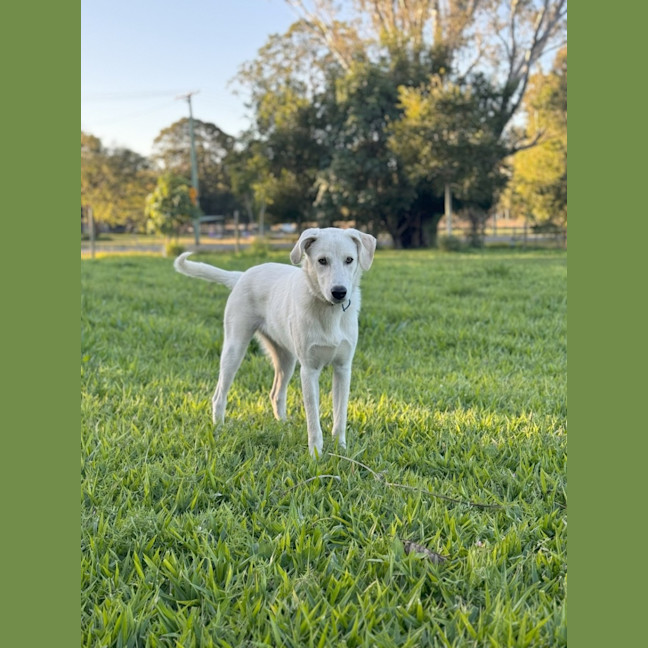 Photo of Bodhi *$350 Adoption Fee*