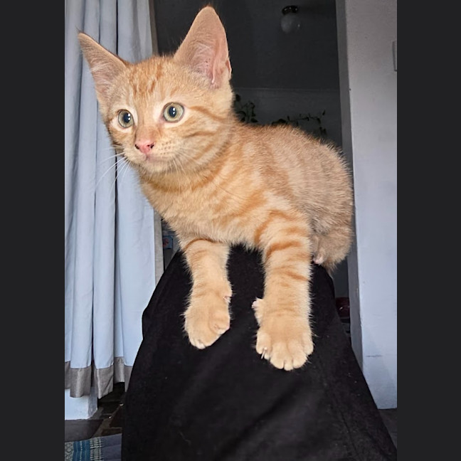Photo of Chai